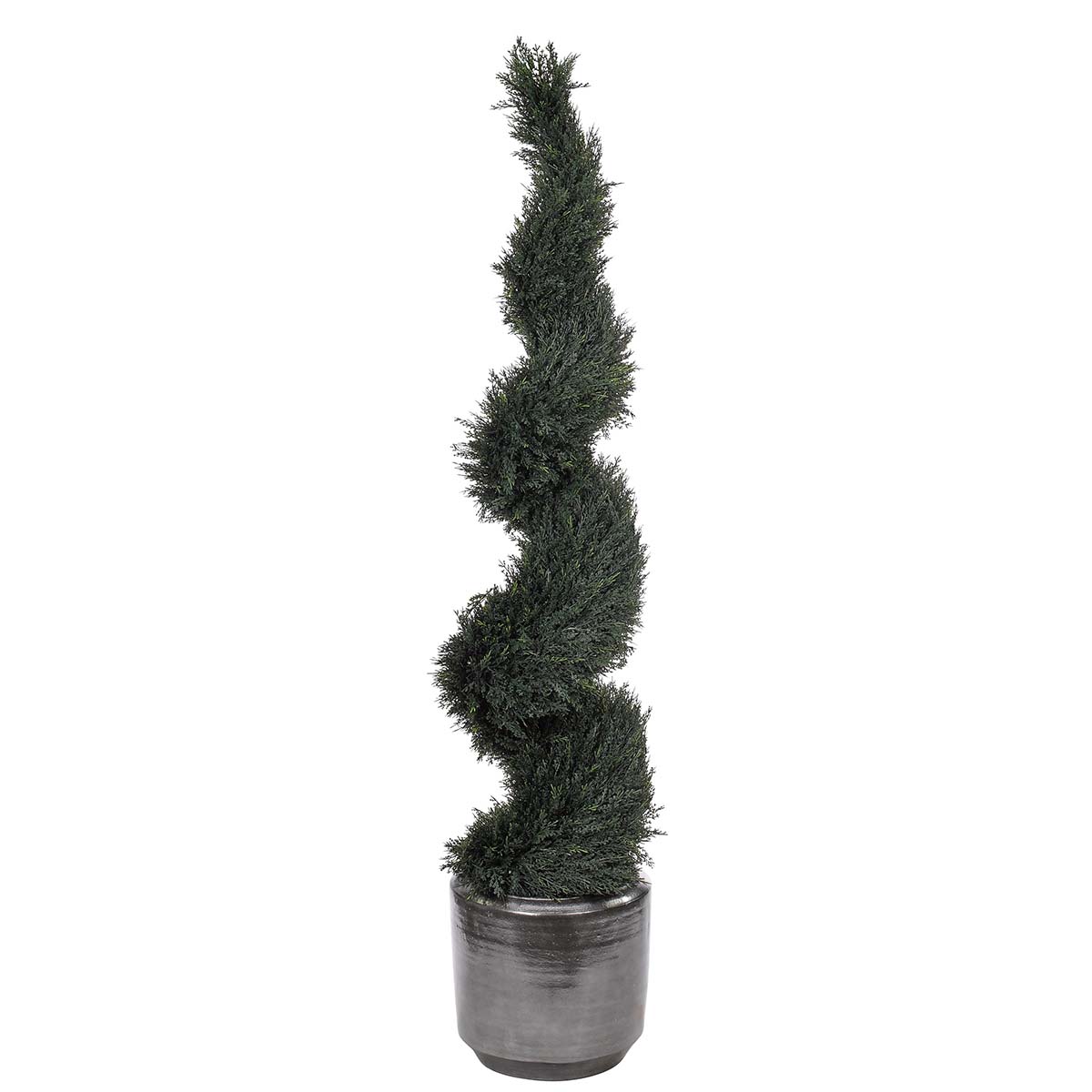 Cypress topiary spiral flowers and plants Ndi
