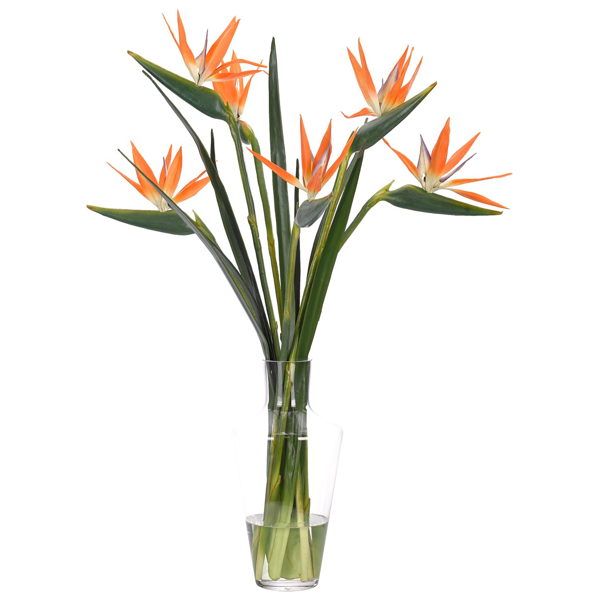 Bird of paradise flowers and plants Ndi